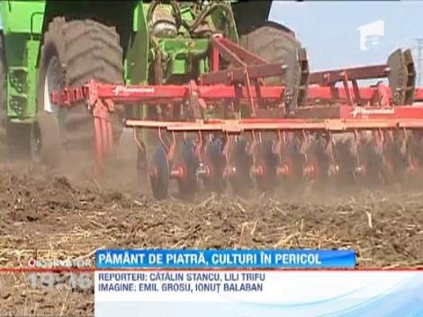 Culturile de toamna sunt in pericol!