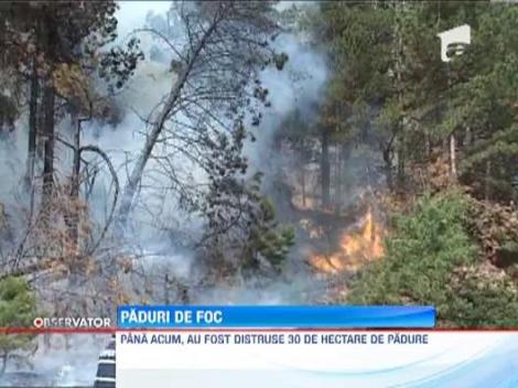 Zeci de hectare de padure de pin arse in Alba