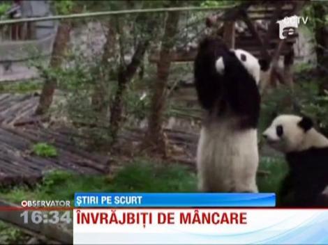 Comedie din lumea animalelor: Doi ursi panda se iau la tranta pentru un fruct!