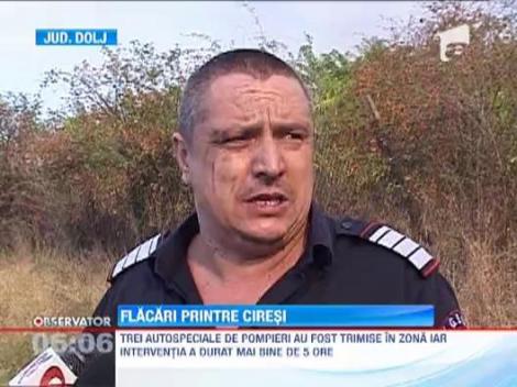 20 de hectare de vegetatie uscata au luat foc in satul Livezi din Dolj