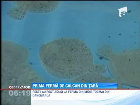 Prima ferma de calcan din Romania s-a deschis la Navodari