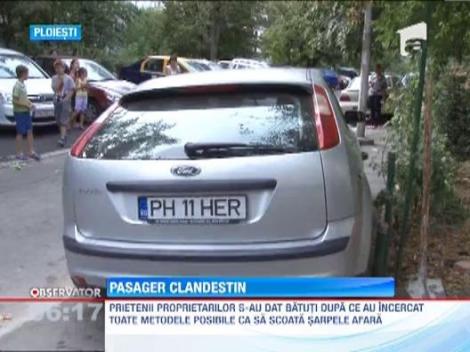 Un ploiestean sa trezit cu un sarpe in masina! Uite cum a rezolvat problema