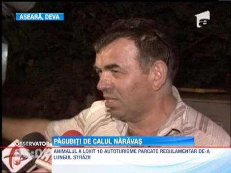 Zece autoturisme au fost avariate de un cal scapat de sub control