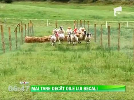 Recorduri trasnite: cea mai rapida oaie, cel mai mare biceps si cea mai grea sportiva din lume