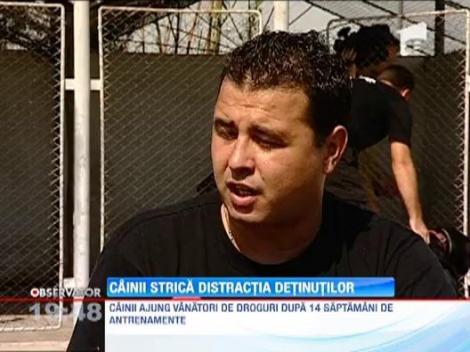 Cainii, cei mai aprigi dusmani ai traficantilor de droguri din penitenciare