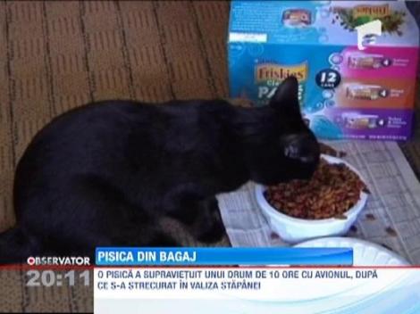 O pisica a zburat 10 ore cu avionul inchisa intr-o valiza