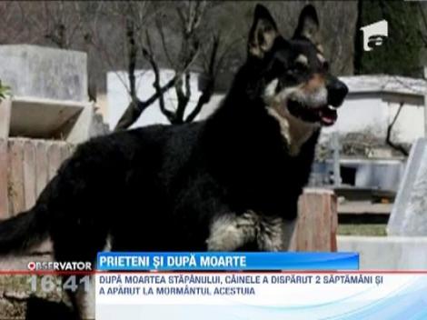 Un caine din Argentina se duce zilnic la mormantul stapanului, din anul 2006