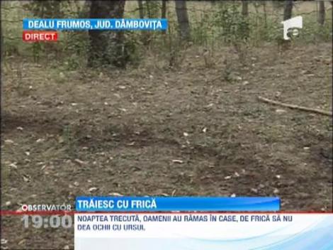 Carantina pe 30 km: Ursul ucigas din Dambovita era turbat