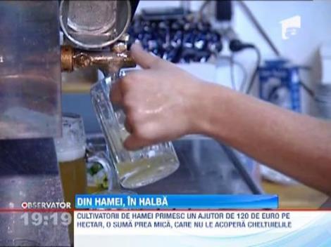 Se scumpeste berea? Recolta dezastruoasa de hamei in 2012!