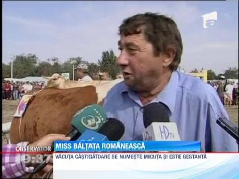 Miss "Baltata Romaneasca": Cum arata cea mai frumoasa vaca din tara