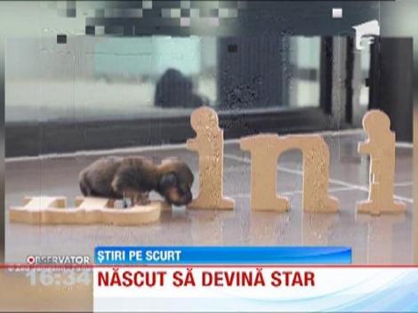 Nascut sa devina star