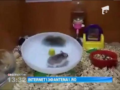 Doi hamsteri jucausi