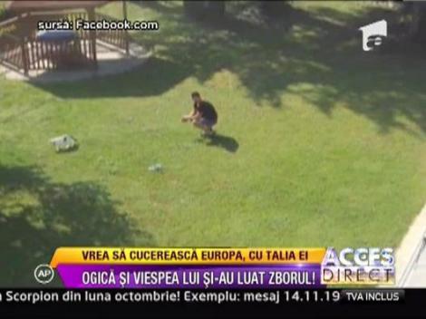 Ogica este hotarat sa faca din viespea lui, Cassandra, o vedeta internationala!