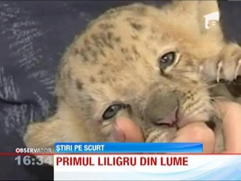 S-a nascut primul liligru! Rezultatul imperecherii dintre un leu si un ligru, hibrid dintr-un leu si un tigru
