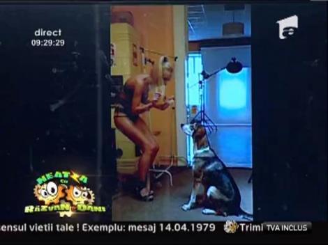 Sezi... da labuta... rostogoleste-te!