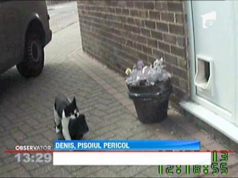 Un pisoi din Marea Britanie a furat din casele vecinilor sute de obiecte