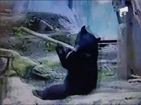 Vezi aici cum se antreneaza ursii din Dambovita!