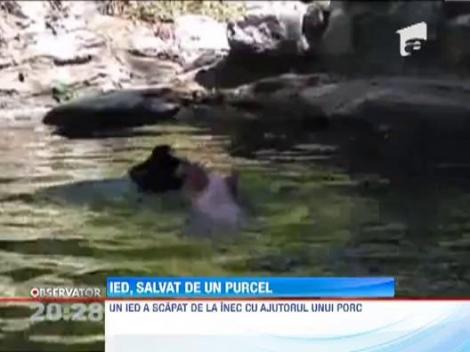 Ied salvat de la inec de un porc!