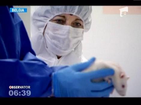 Animalele hranite cu porumb modificat genetic au dezvoltat tumori canceroase