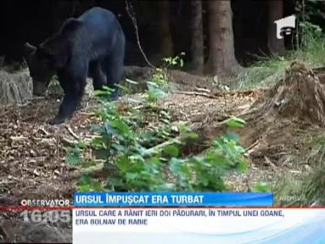 Alerta in Arges! Ursul impuscat era turbat