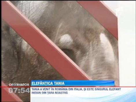 Gradina zoologica din Targu Mures are un nou "membru" - elefantul indian Tania