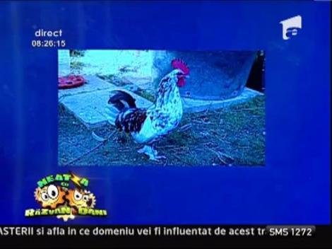 Echipa de la Neatza cauta animal de companie pentru emisiune