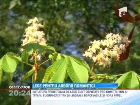 Lege pentru "arborii exceptionali"
