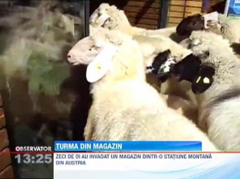 O turma de oi a invadat un magazin de lux din Austria