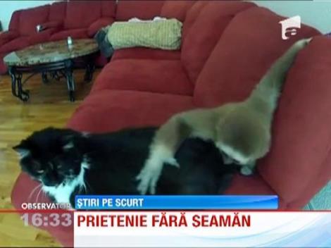 Prietenie neobisnuita intre o pisica si o maimuta