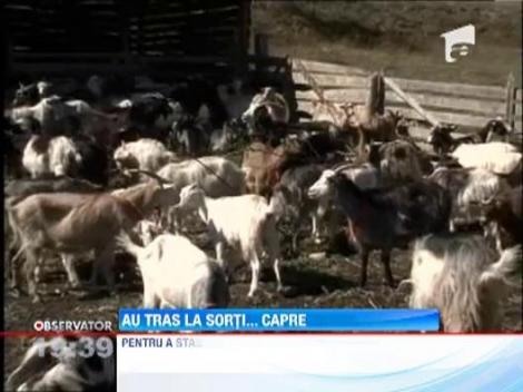 Cluj: 27 de familii au primit in dar cate cinci capre de la o fundatie