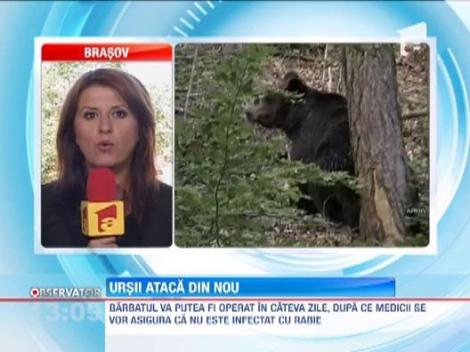 Barbat desfigurat de un urs in Petrosani