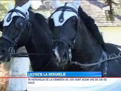 Peste 60 de cai lipitani de la herghelia Sambata de Jos au fost scosi la licitatie