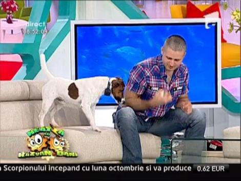 Afla care sunt rasele de caini usor de dresat