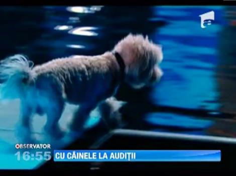 Louie, cainele Deliei, pe scena de la X Factor