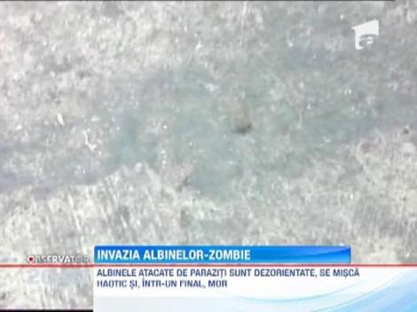 O boala misterioasa ucide albinele in SUA