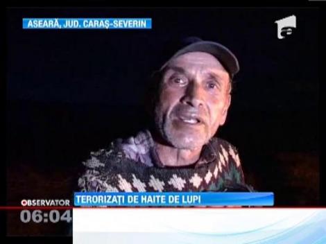 Haite de lupi terorizeaza gospodariile de la periferia orasului Anina