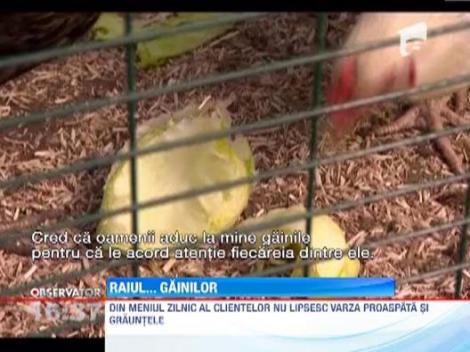 Hotel de lux pentru gaini