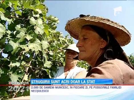 Investitorii straini scot milioane din podgoriile lasate de izbeliste de statul roman