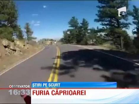 Imagini comice: Un skater este doborat de o caprioara