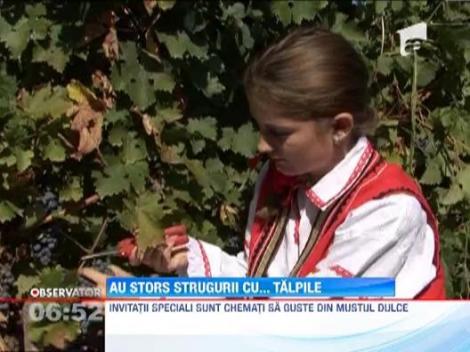 A inceput culesul strugurilor