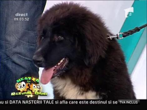 Vezi care sunt cele patru rase de caini cunoscute din Romania!