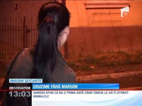 Cruzime fara margini intr-un cartier din Suceava! Sase caini au murit in chinuri, dupa ce au fost otraviti