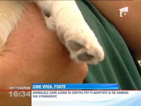 Primul adapost din tara pentru caini, magari si cai