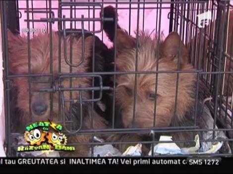 Campionatul mondial al cainilor de rasa