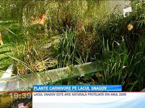 Plante carnivore pe lacul Snagov
