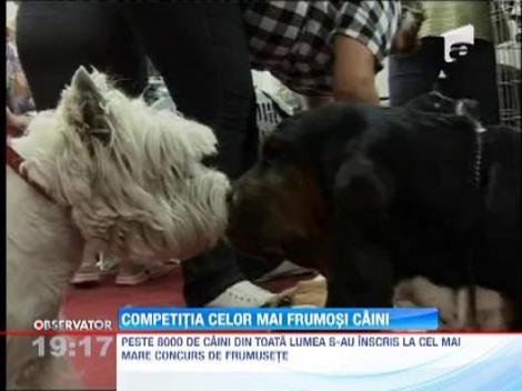 UPDATE / 8700 de caini de rasa din Europa, Asia si America se intrec la Romexpo