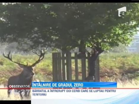 Barbat urmarit de un cerb teritorial