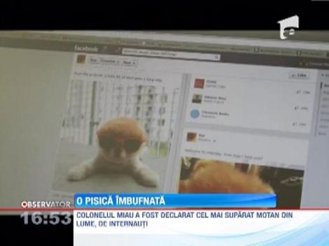 Cel mai suparat motan din lume