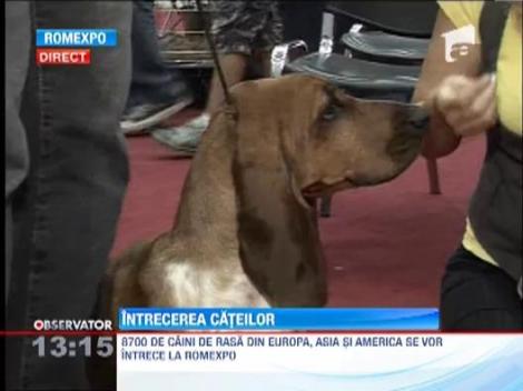 Competitie canina: 8700 de caini de rasa din Europa, Asia si America se intrec la Romexpo