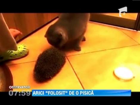 Arici folosit pentru scarpinat, de o pisica